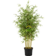 5 Adet Bambu Bitkisi Paketi (Bambusa Aurea) 150CM