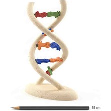 Talaşoğlu Dekoratif Dna Sarmalı Modeli - Biyoloji ve Fen Bilimleri Eğitici Masaüstü Objesi