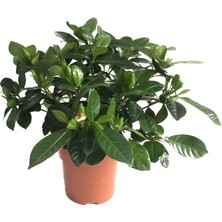 Gardenya Çiçeği Mis Kokulu