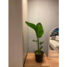 İklim Garden Starliçe Cennet Kuşu Strelitzia 70-110 cm Ev Ofis Salon Bitkisi