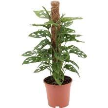 Monstera Monkey Yosun Çubuklu