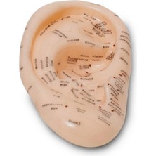 Calperia Akupunktur Kulak Modeli