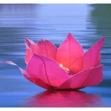 Calperia Nilüfer Su Çiçeği Su Feneri