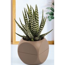 DS LLC 2 No Küp Saksı ROYALEKS-KRS-402 DSLLC34-43TX