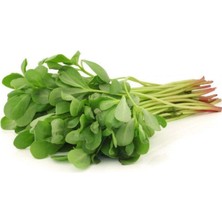 DS LLC Semizotu Tohumu 10 gr DSLLC34-43TX