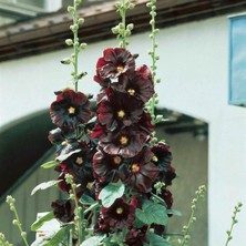 Zengarden Siyah Gülhatmi Tohumu Hollyhock Alcea Rosea Nigra