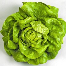 Zengarden Beyaz Boston Göbek Marul Tohumu Atalık Sıcağa Dayanıklı