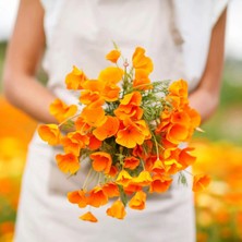 Zengarden Turuncu Gelincik Tohumu Acem Lalesi Eschscholzia Californica