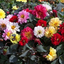 Zengarden Dahlia Yıldız Çiçeği Tohumu Diablo Serisi Variabilis Tohumu