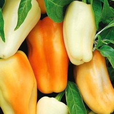 Zengarden Diamond Dolmalık Biber Tohumu Diamond Bell Pepper