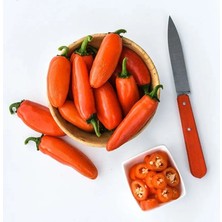 Zengarden Turuncu Jalapeno Acı Biber Tohumu Orange Jalapeno
