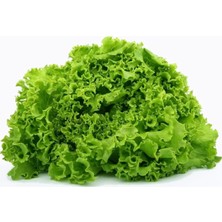 Zengarden Kıvırcık Marul Tohumu Atalık Geniş Yapraklı Green Ice Lettuce