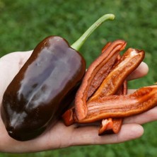 Zengarden Çikolata Renkli Biber Tohumu Pepper Sweet Chocolate