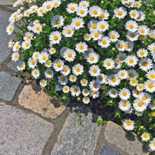 Zengarden Yayılıcı Papatya Tohumu Chrysanthemum Northern Lights