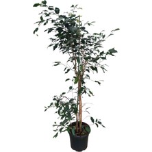 Bitki Fidanım Benjamin - Ficus Benjamina 90-120 cm - Hava Temizleyici Ev - Ofis - Salon Bitkisi