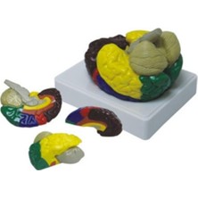 Edulab Renklendirilmiş Anatomik Beyin Modeli 4 Parça