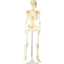 Edulab Eğitim Ürünü 85CM Iskelet Modeli Doğal İnsan Vücudu Detaylarıyla