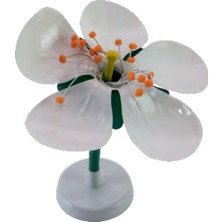 Edulab Elma Çiçeği