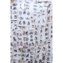 Kolbi Craft 42 Adet Eskitme Vintage Kitap Sayfası Kuş Temalı Scrapbook Kağıt Seti Bullet Journal Dekupaj Kağıdı