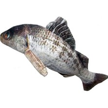 Indispensablely Eastland Peluş Levrek Şeklinde Kedi Oyuncağı 20 cm