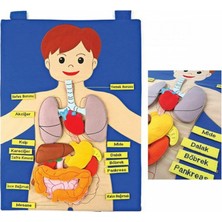 İSMİYLEAL Ismiyl AND-5120 Cırtlı Vücudumuz Pano 255669