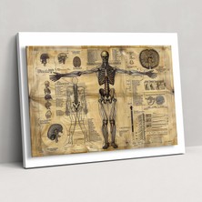 Popcas  Leonardo Da Vinci Kanvas Tablo - Insan Anatomi Bilimsel Diyagramı - Duvar Sanatı