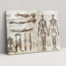 Popcas  Leonardo Da Vinci Anatomi Kanvas Tablo - Duvar Sanatı