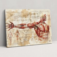 Popcas  Insan Anatomi Leonardo Da Vinci Kanvas Tablo - Duvar Sanatı ve Dekorasyon