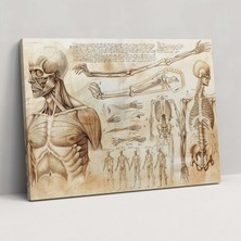 Popcas  Leonardo Da Vinci Anatomisi Kanvas Tablo - Leonardo Da Vinci Duvar Sanatı Kanvas