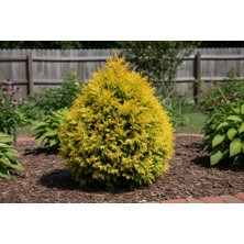 Bahçevilya Platycladus Orientalis Nana Aurea - Altın Sarısı Cüce Mazı