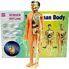 NW NessiWorld The Human Body Insan Vücudu 3D Eğitim Seti 3302