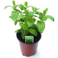 Isparta Gülü Kokulu Nane Biberiye Ikili Set 10-20 cm