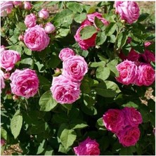 Reçellik Yediveren Isparta Gülü Fidanı 10-20 cm