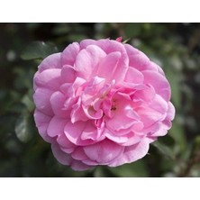 Isparta Gülü Pembe Yediveren Sarmaşık Ponpon Gül Fidanı 10-20 cm