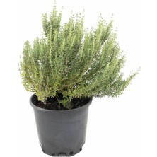 Isparta Gülü Kokulu Kekik Nane Ikili Set 10-20 cm