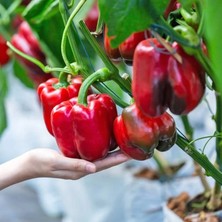 Zengarden Kırmızı Dolmalık Biber Tohumu Big Red Sweet Pepper