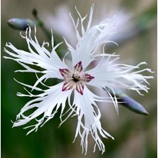Zengarden Kokulu Dantel Karanfil Tohumu Dianthus Arenarius