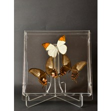 Anka Butterfly Gerçek Kelebeklerden Oluşan Pleksi Tablo ( 3 Gerçek Kelebek: Hebomoia Glaucippe- Büyük Turuncu Uçlu Kelebek ve Papilio Polytes – Mormon Kelebeği Pleksi Çerçeve-Tablo)