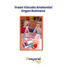 Nasyonel Toys Insan Vücudu Anatomisi Organ Bulmaca – Eğitici Sök Tak Vücut Modeli –