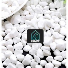 Dogant Beyaz Dolomit Tararyum Fanus Saksı Dere Çakıl Taşı 1 kg