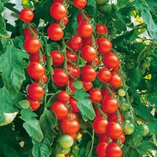 Zengarden Gardeners Delight Domates Tohumu Kiraz Domates