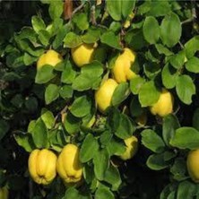 Normadia Sağlıklı ve Verimli Ayva Fidanları, Bahar Için Ideal Seçim