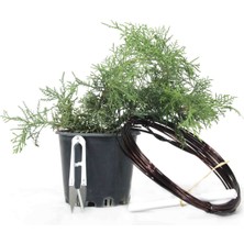 Normadia Ardıç Bonsai Telleme Kiti No.3, Zarif ve Kolay Kullanım Için Ideal