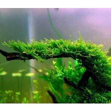 Akvaryum Bitkileri Mini Christmas Moss Tele Sarılı Canlı Bitki