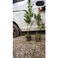 Sever Fidancılık Satsuma (Rize) Mandalina Fidanı 2 Yaş