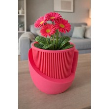 Omeyva Dekoratif Japandi Akıllı Çiftli Saksı Çiçek Kaktüs Bitki Yetiştirme Saksısı - 11 Cm. - Pembe