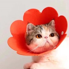 Meks Evcil Hayvan L Boy Keçe Elizabeth Yakalığı