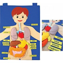 Kaia Life AND-5120 Vücudumuz Cırtlı Pano