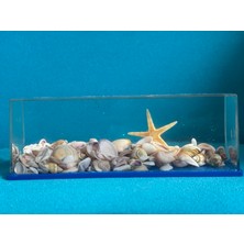 No Name Gerçek Deniz Kabukların Dan Sulu Küre