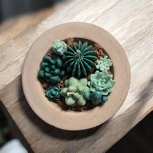 Succulent  Garden Mum